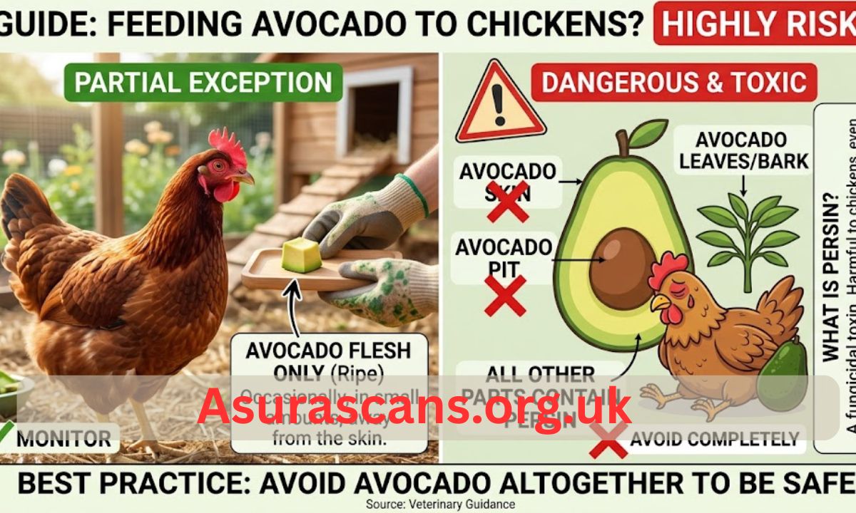 Can Chickens Eat Avocado