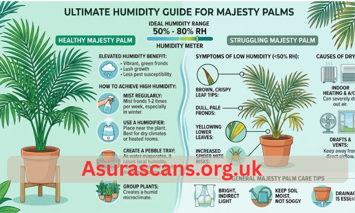 Humidity for Majesty Palms