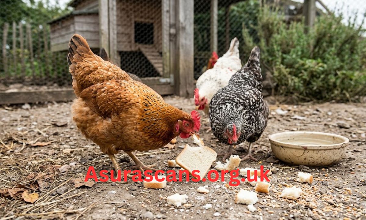 Can Chickens Eat Bread